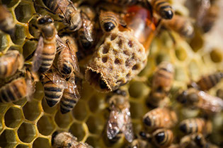 ふるさと納税 福岡県 うきは市 P671-C 上村養蜂場 3連ギフトセットC 樋口養蜂場 国産百花はちみつ 1kg ハニー 蜂蜜 ハチミツ - 福岡県